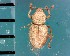  (Trachyphloeosoma setosum - CJWBP_Trset-2_W0240)  @13 [ ] Copyright (2013) Unspecified Specimen depository of the Graduate School of Natural Sciences, Nagoya City University