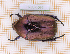  (Protaetia cuprea hypocrita - JT-EUR-099)  @11 [ ] CC-By (2021) Julien Touroult Muséum national d'histoire naturelle, Paris