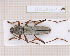  (Isotomus barbarae - JT-EUR-137)  @11 [ ] CC-By (2021) Julien Touroult Muséum national d'histoire naturelle, Paris
