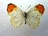  (Colotis evanthides - USNMENT00656120)  @14 [ ] Copyright (2009) Unspecified Unspecified