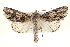  (Acronicta atristrigatus - BIOUG02040-F02)  @15 [ ] CreativeCommons - Attribution (2012) CBG Photography Group Centre for Biodiversity Genomics