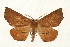  (Caripeta ocellaria - CMAZ-0158)  @15 [ ] CreativeCommons - Attribution (2010) Unspecified Centre for Biodiversity Genomics