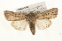  (Leucania oaxacana - CMAZ-0289)  @15 [ ] CreativeCommons - Attribution (2010) Unspecified Centre for Biodiversity Genomics