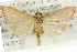  ( - CMAZ-0464)  @14 [ ] CreativeCommons - Attribution (2010) CBG Photography Group Centre for Biodiversity Genomics