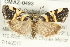  ( - CMAZ-0493)  @14 [ ] CreativeCommons - Attribution (2010) CBG Photography Group Centre for Biodiversity Genomics