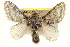  ( - BIOUG02041-H11)  @15 [ ] CreativeCommons - Attribution (2012) CBG Photography Group Centre for Biodiversity Genomics