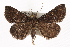  (Hypenula caminalis - CMAZ-0383)  @15 [ ] CreativeCommons - Attribution (2010) CBG Photography Group Centre for Biodiversity Genomics