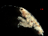  (Amphideutopus oculatus - MBI-SCCWRP-00531)  @13 [ ] CreativeCommons - Attribution Non-Commercial (2012) Southern California Coastal Water Research Southern California Coastal Water Research