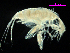  (Stenothoe frecanda - MBI-SCCWRP-00629)  @13 [ ] CreativeCommons - Attribution Non-Commercial (2012) Southern California Coastal Water Research Southern California Coastal Water Research