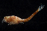  (Lamprops quadriplicata - MBI-SCCWRP-00052)  @11 [ ] CreativeCommons - Attribution Non-Commercial Share-Alike (2010) R. Martinez Lara City of San Diego