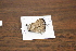  (Memphis cleomestra cleomestra - FLMNH-05056)  @12 [ ] CreativeCommons - Attribution Non-Commercial Share-Alike (2011) Fernando M. S. Dias McGuire Center for Lepidoptera and Biodiversity - UF