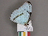  (Morpho iphitus - CGCM43302_)  @11 [ ] CreativeCommons - Attribution Share-Alike (2021) Unspecified Federal University of Parana