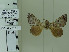  (Pantelodes camacana - DZ 43.501)  @11 [ ] by-nc-sa (2020) Elton Orlandin Universidade Federal do Paraná