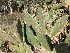  (Opuntia bonaerensis - CM-744A)  @11 [ ] Copyright (2019) Hight FuEDEI