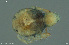  (Arrenurus membranator - HYDCA948)  @11 [ ] Creative Commons  Attribution Non-Commercial Share-Alike (2024) NTNU University Museum, Department of Natural History NTNU University Museum, Department of Natural History