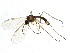  (Corynoptera trepida - BIOUG04290-A09)  @15 [ ] CreativeCommons - Attribution (2014) CBG Photography Group Centre for Biodiversity Genomics