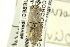  (Sphenophorus callosus - CNC COLEO 00116809)  @11 [ ] CreativeCommons - Attribution (2011) CNC/CBG Photography Group Centre for Biodiversity Genomics
