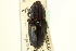  (Sphenophorus pertinax - CNC COLEO 00116836)  @11 [ ] CreativeCommons - Attribution (2011) CNC/CBG Photography Group Centre for Biodiversity Genomics