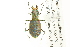  (Cicindela hirticollis rhodensis - CNC COLEO 00117299)  @15 [ ] CreativeCommons - Attribution (2011) CNC/CBG Photography Group Centre for Biodiversity Genomics