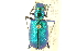  (Cicindela sexguttata denikei - CNC COLEO 00117354)  @13 [ ] CreativeCommons - Attribution (2011) CNC/CBG Photography Group Centre for Biodiversity Genomics