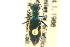  (Cicindela debilis segnis - CNC COLEO 00117373)  @11 [ ] CreativeCommons - Attribution (2011) CNC/CBG Photography Group Centre for Biodiversity Genomics