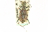  (Cicindela pusilla imperfecta - CNC COLEO 00117397)  @11 [ ] CreativeCommons - Attribution (2011) CNC/CBG Photography Group Centre for Biodiversity Genomics