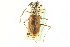  (Cicindela togata - CNC COLEO 00117528)  @11 [ ] CreativeCommons - Attribution (2011) CNC/CBG Photography Group Centre for Biodiversity Genomics