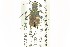  (Cicindela duodecimguttata - CNC COLEO 00117542)  @14 [ ] CreativeCommons - Attribution (2011) CNC/CBG Photography Group Centre for Biodiversity Genomics