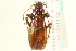  (Nebria purpurata - CNC COLEO 00117790)  @11 [ ] CreativeCommons - Attribution (2011) CNC/CBG Photography Group Centre for Biodiversity Genomics