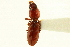  (Schizogenius ferrugineus - CNC COLEO 00117961)  @11 [ ] CreativeCommons - Attribution (2011) CNC/CBG Photography Group Centre for Biodiversity Genomics