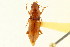  (Diplochaetus megacephalus - CNC COLEO 00118022)  @11 [ ] CreativeCommons - Attribution (2011) CNC/CBG Photography Group Centre for Biodiversity Genomics