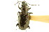  ( - CNC COLEO 00118085)  @13 [ ] CreativeCommons - Attribution (2011) CNC/CBG Photography Group Centre for Biodiversity Genomics