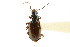  (Bembidion rusticum rusticum - CNC COLEO 00118146)  @13 [ ] CreativeCommons - Attribution (2011) CNC/CBG Photography Group Centre for Biodiversity Genomics