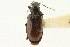  (Bembidion sulcipenne - CNC COLEO 00118153)  @13 [ ] CreativeCommons - Attribution (2011) CNC/CBG Photography Group Centre for Biodiversity Genomics