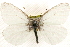  ( - BIOUG10889-H09)  @14 [ ] CreativeCommons - Attribution (2014) CBG Photography Group Centre for Biodiversity Genomics