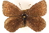  (Erebia anyuica - BIOUG10946-B04)  @11 [ ] CreativeCommons - Attribution (2014) CBG Photography Group Centre for Biodiversity Genomics