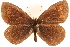  (Erebia lafontainei - BIOUG10950-E09)  @14 [ ] CreativeCommons - Attribution (2015) CBG Photography Group Centre for Biodiversity Genomics