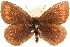  (Erebia youngi - BIOUG10950-F08)  @14 [ ] CreativeCommons - Attribution (2015) CBG Photography Group Centre for Biodiversity Genomics