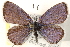  (Cupido comyntas - BIOUG15631-E09)  @15 [ ] CreativeCommons - Attribution (2014) CBG Photography Group Centre for Biodiversity Genomics