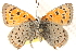  (Lycaena cuprea - BIOUG15631-F09)  @11 [ ] CreativeCommons - Attribution (2014) CBG Photography Group Centre for Biodiversity Genomics