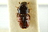  (Scolytus scolytus - CNC COLEO 00138142)  @11 [ ] CreativeCommons - Attribution (2012) CNC/CBG Photography Group Centre for Biodiversity Genomics