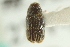  (Hylurgopinus rufipes - CNC COLEO 00104459)  @11 [ ] CreativeCommons - Attribution (2012) CNC/CBG Photography Group Centre for Biodiversity Genomics