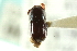  (Corthylus panamensis - CNC COLEO 00138253)  @11 [ ] CreativeCommons - Attribution (2012) CNC/CBG Photography Group Centre for Biodiversity Genomics