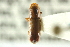  (Gnatholeptus consentaneus - CNC COLEO 00138294)  @11 [ ] CreativeCommons - Attribution (2012) CNC/CBG Photography Group Centre for Biodiversity Genomics