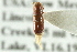  ( - CNC COLEO 00138299)  @11 [ ] CreativeCommons - Attribution (2012) CNC/CBG Photography Group Centre for Biodiversity Genomics