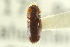  (Pityoborus - CNC COLEO 00138417)  @12 [ ] CreativeCommons - Attribution (2012) CNC/CBG Photography Group Centre for Biodiversity Genomics