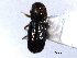  (Pityophthorus boycei - CNC COLEO 00138458)  @12 [ ] CreativeCommons - Attribution (2012) CNC/CBG Photography Group Centre for Biodiversity Genomics