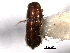  (Pityophthorus confusus - CNC COLEO 00138506)  @11 [ ] CreativeCommons - Attribution (2012) CNC/CBG Photography Group Centre for Biodiversity Genomics
