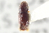  (Pityophthorus cristatus - CNC COLEO 00138516)  @12 [ ] CreativeCommons - Attribution (2012) CNC/CBG Photography Group Centre for Biodiversity Genomics