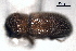  (Pseudothysanoes quercinus - CNC COLEO 00155847)  @11 [ ] CreativeCommons - Attribution (2012) CNC/CBG Photography Group Centre for Biodiversity Genomics